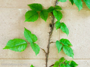 Poison Ivy, Fire Ants, Climbing Ivy, showing alternate leaf pattern, BlueSkyRain.com