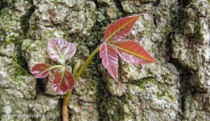 poison-ivy-spring-BlueSkyRain.com